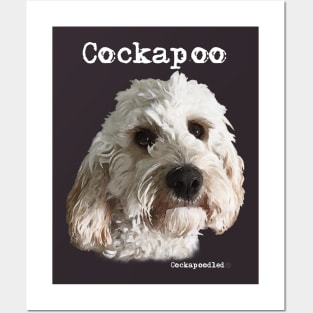 Champagne Blonde Cockapoo / Spoodle and Doodle Dogs Posters and Art